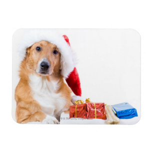 Ímã Cão do Natal com antler e os presentes coloridos
