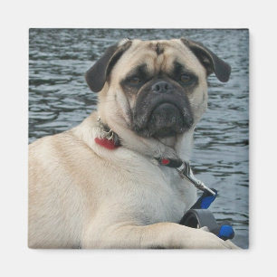 Imã Cão do Pug no ímã da água