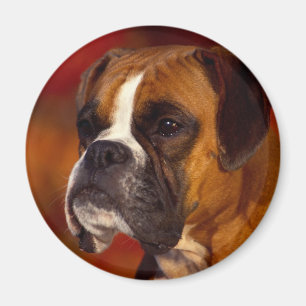 Imã Cão do pugilista