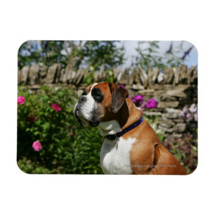 Ímã Cão do pugilista nas flores