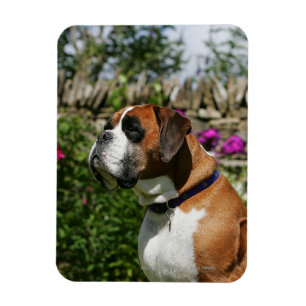 Ímã Cão do pugilista nas flores