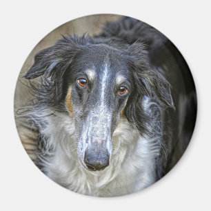 Imã Cão do salvamento do Borzoi