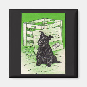 Imã Cão do Scottie pela entrega especial