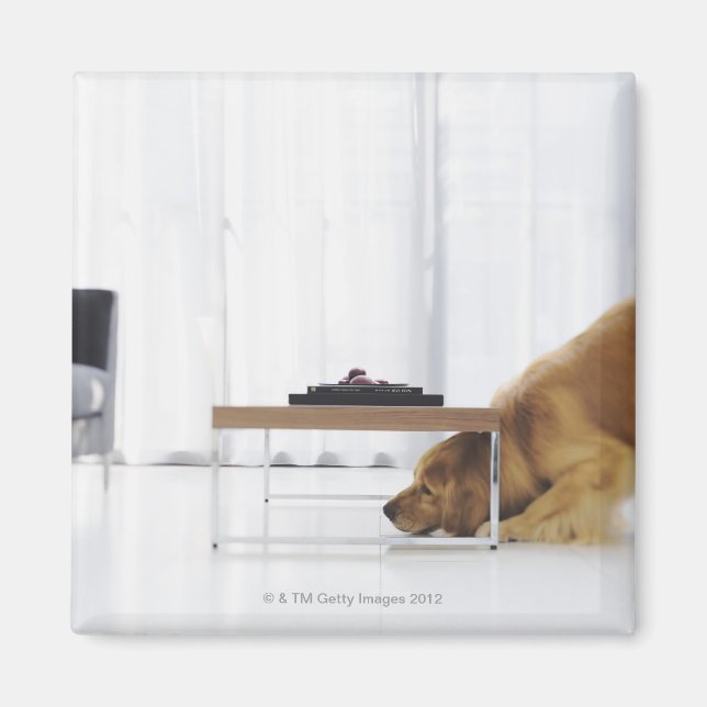 Imã Cão e mesa (Frente)