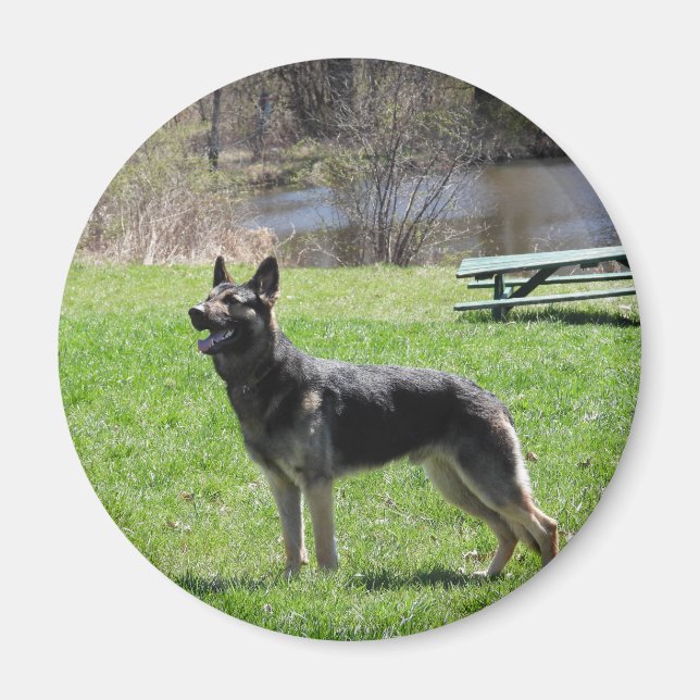Imã cão german shepherd (Frente)