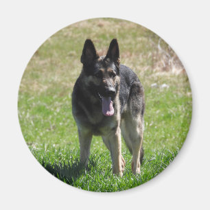 Imã cão german shepherd