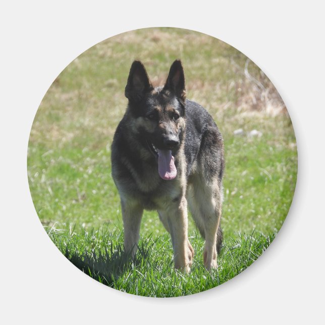 Imã cão german shepherd (Frente)