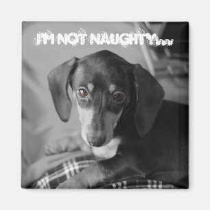 Imã Cão impertinente do weiner