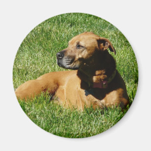 Imã cão, mistura do pitbull/pugilista