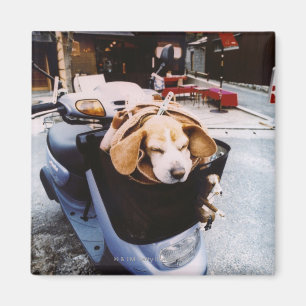 Imã Cão na cesta de Motorscooter