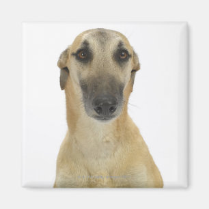 Imã Cão no branco 41