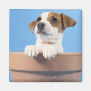 Imã Cão no flowerpot