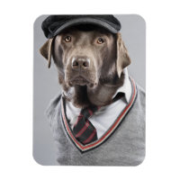 Cão no suéter e no boné