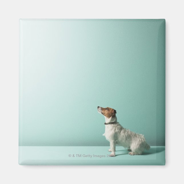 Imã cão olhando para o espaço (Frente)