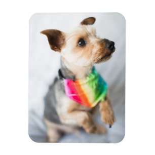 Ímã Cão Orgulho gay Yorkshire Terrier