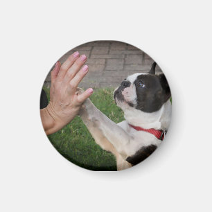 Imã Cão, pata, animal doméstico