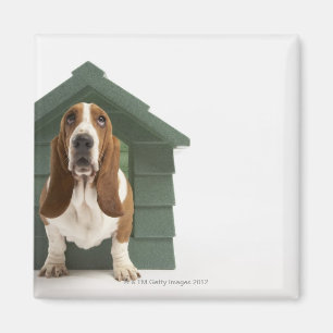Imã Cão pela casa de cachorro