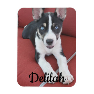 Ímã Cão Personalizado | Pet Photo