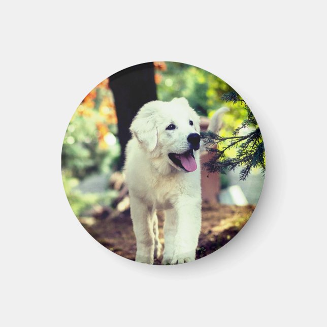 Imã Cão, Pet, Canino (Frente)