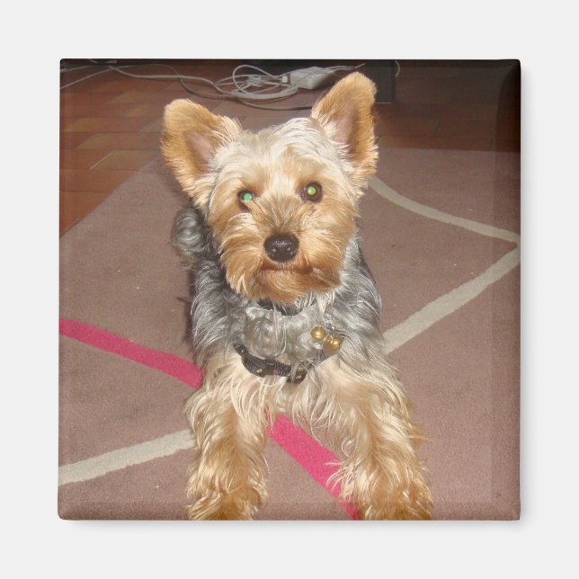 Imã cão "pop de arte" do ímã (Frente)