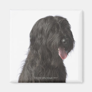 Imã Cão preto, Briard