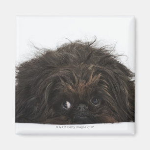 Imã Cão preto de Pekingese que encontra-se para baixo