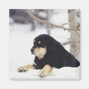 Imã Cão preto que encontra-se na neve