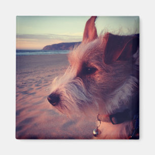 Imã Cão que enfrenta a praia