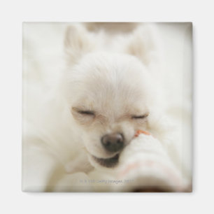 Imã Cão que guardara o brinquedo na boca