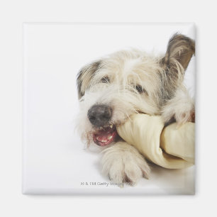 Imã Cão que mastiga no osso do couro cru