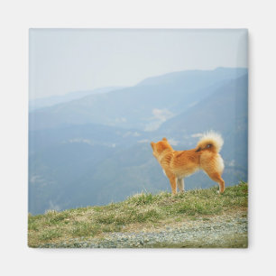 Imã Cão que olha para baixo no monte