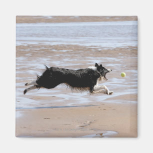 Imã Cão que persegue uma bola na praia