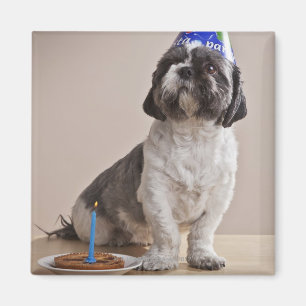 Imã Cão que tem o aniversário