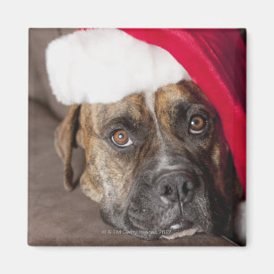 Imã Cão que veste o chapéu do papai noel