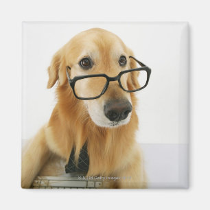 Imã Cão que vestem o laço e vidros que sentam-se na