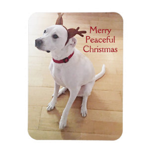Ímã Cão-Rebelde Branco Bonito Foto Feliz Natal