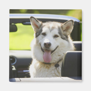 Imã Cão ronco do convertible