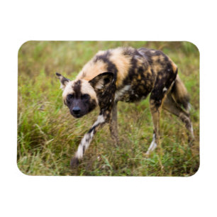 Ímã Cão selvagem africano (Lycaon Pictus), jogo de