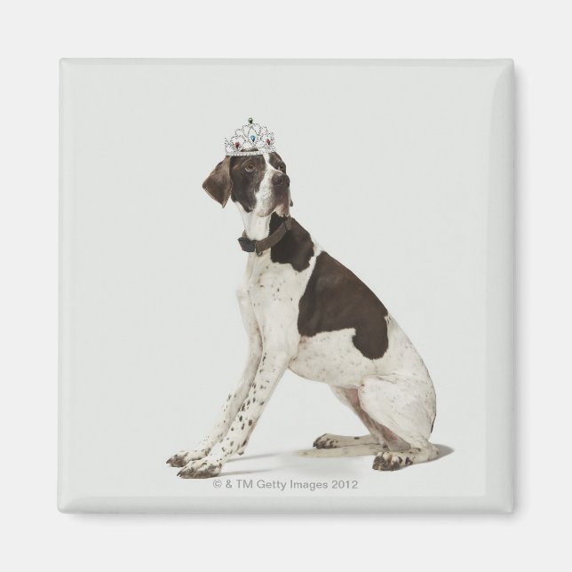 Imã Cão sentado com uma tiara na cabeça (Frente)