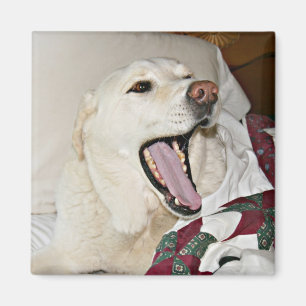 Imã Cão sonolento