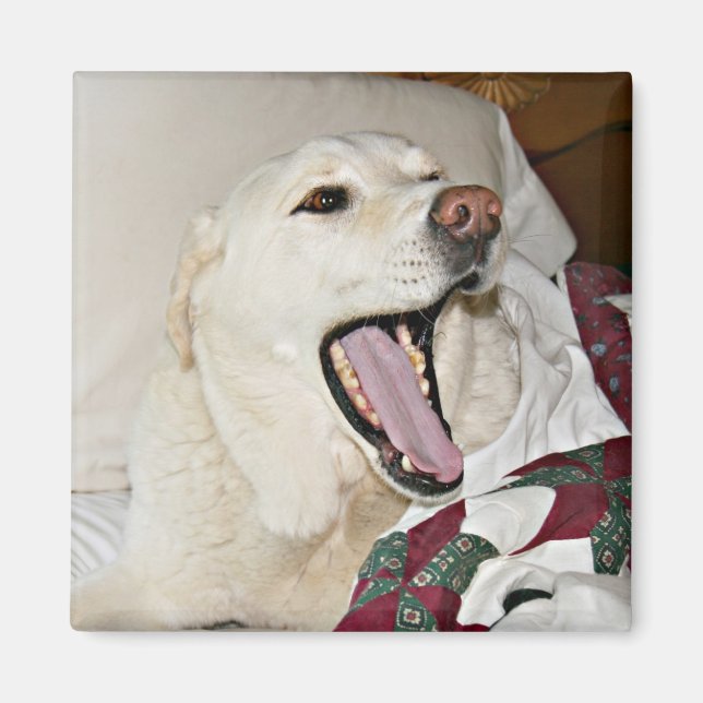 Imã Cão sonolento (Frente)