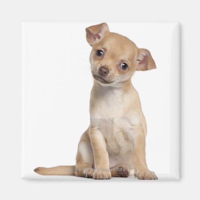 Imã Cãozinho Chihuahua (2 meses de idade) (Frente)