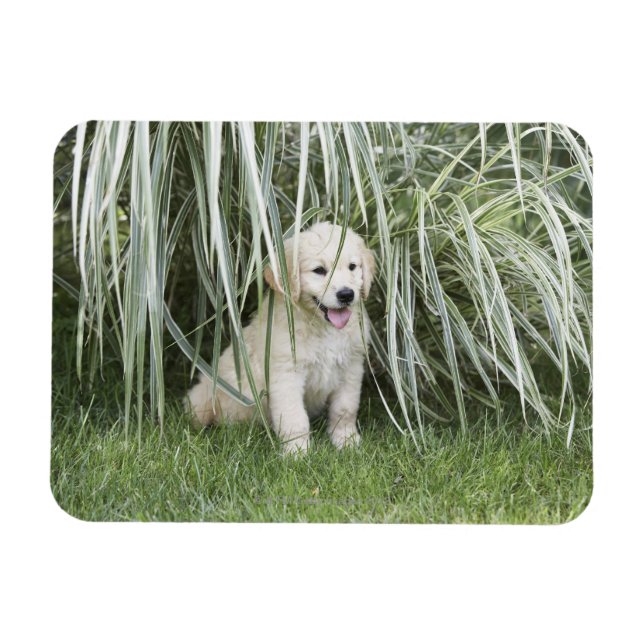 Ímã Cãozinho de ouro sentado sob gramíneas altas (Horizontal)