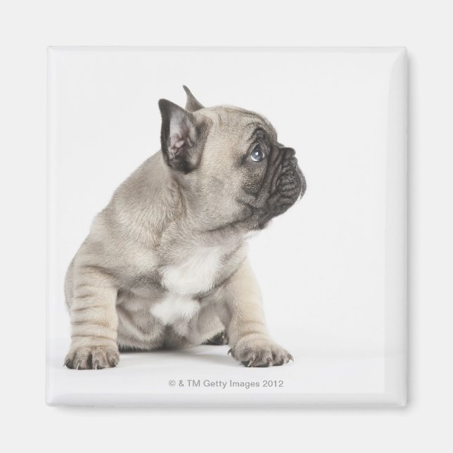 Imã Cãozinho-de-raça (Frente)