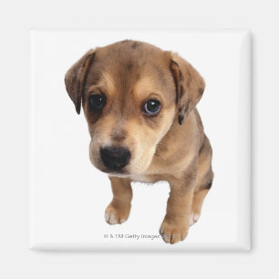 Imã Cãozinho De Raça Mistura