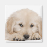 Cãozinho do recuperador de ouros (20 semanas de id