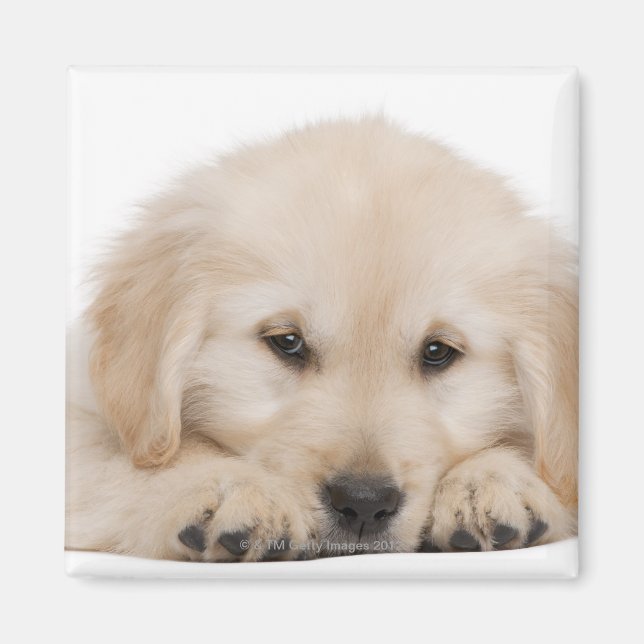 Imã Cãozinho do recuperador de ouros (20 semanas de id (Frente)