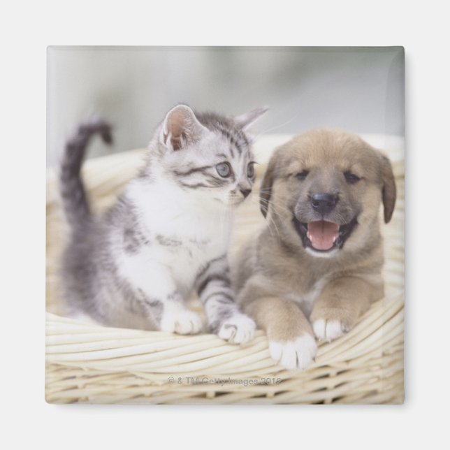 Imã Cãozinho e Gato Bebê (Frente)