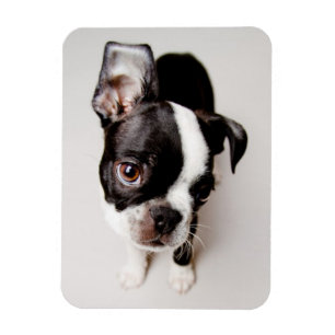 Ímã Cãozinho Edison Boston Terrier.
