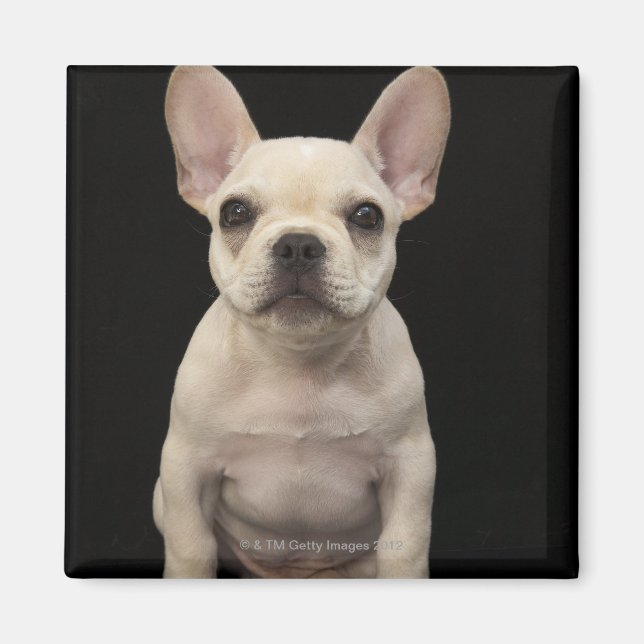 Imã Cãozinho francês Bulldog de cor creme (Frente)